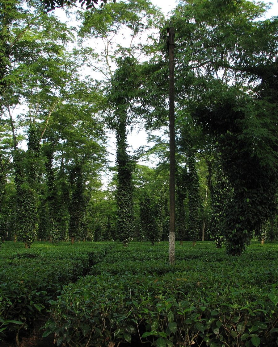 Assam tea garden in the lowland plains, rows of tea bushes