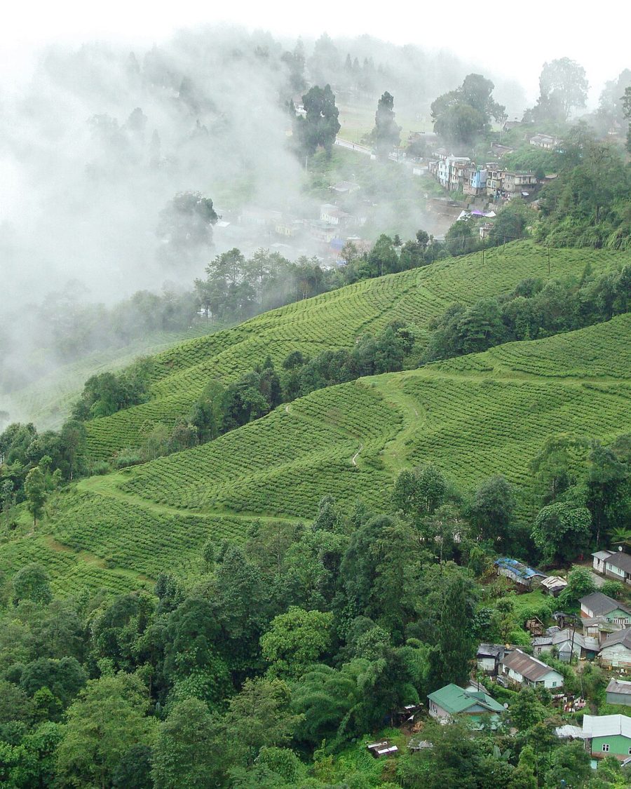 Darjeeling tea garden on a steep hillside, spring flush