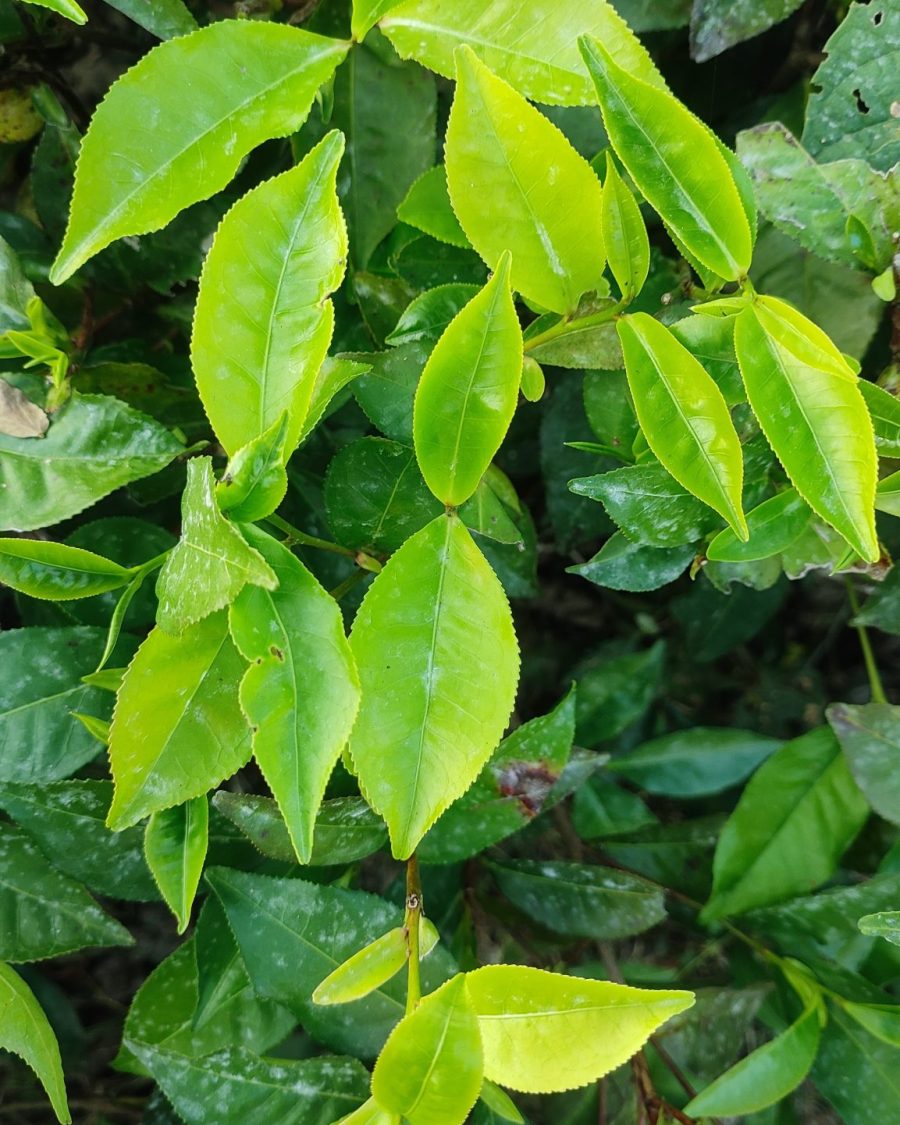 Fresh green tea leaves being processed, close-up