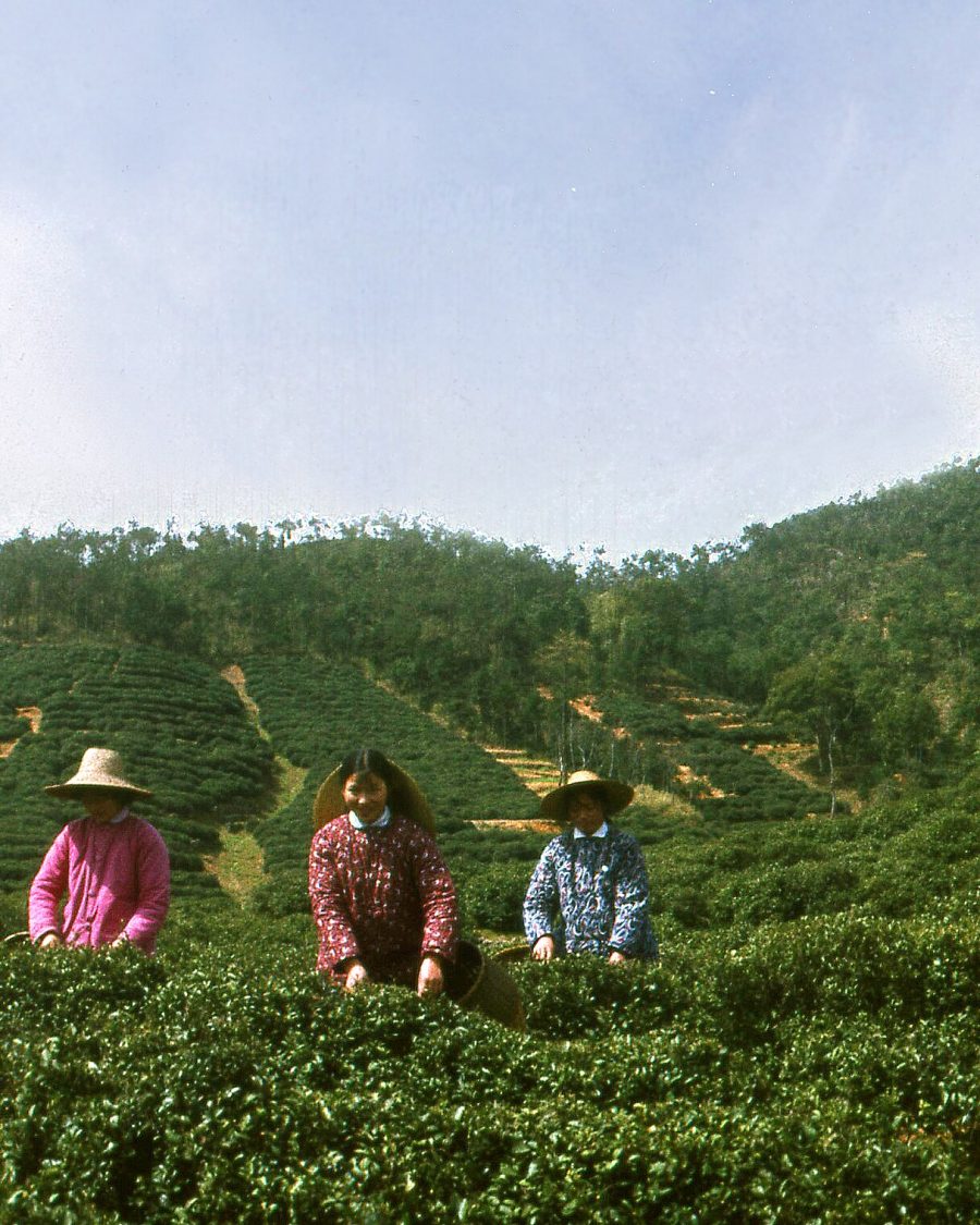 Tea leaves being hand-plucked at a hillside garden