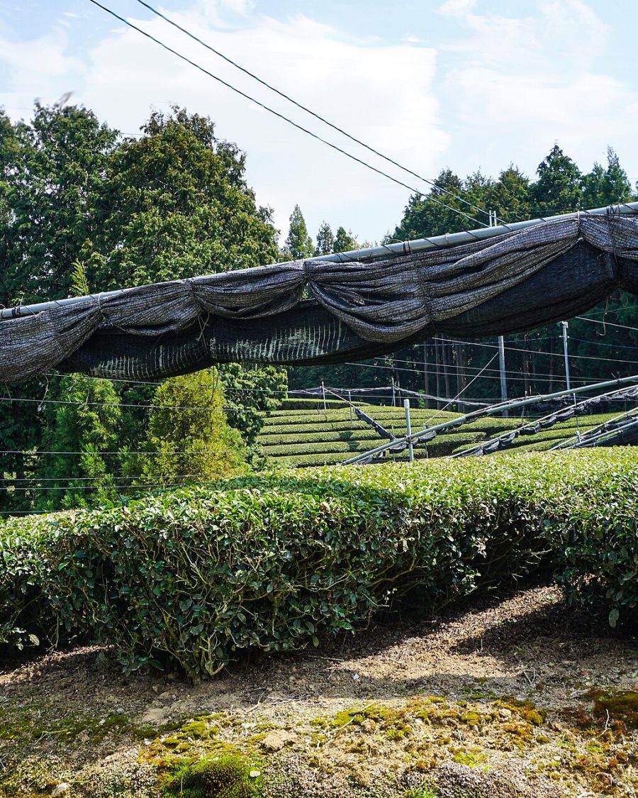 Shaded Japanese tea garden, tea bushes under dark shade cloth