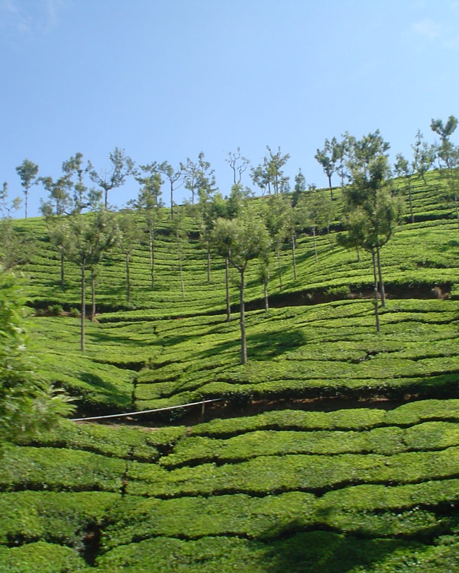 Nilgiri tea plantation on rolling hills in South India