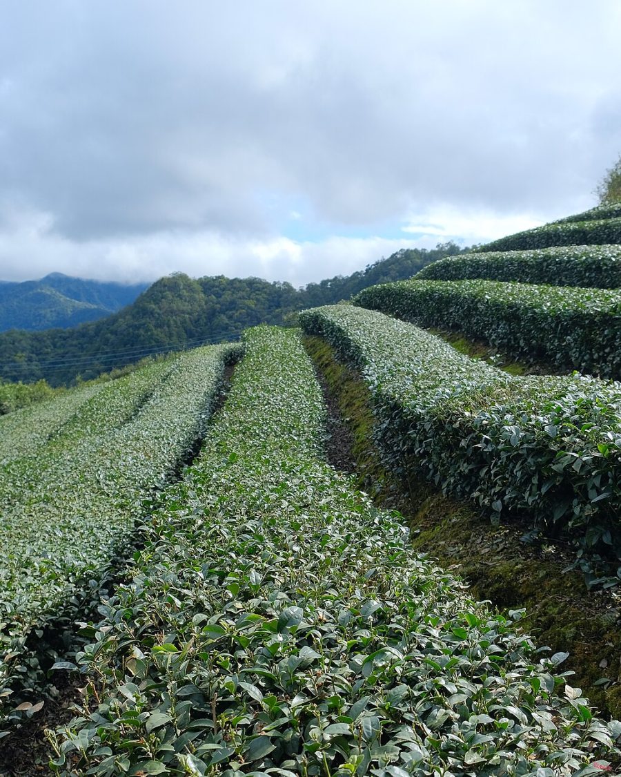 High mountain tea plantation in Taiwan, misty terraced hills